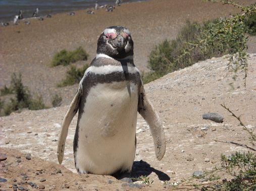 Pinguino - foto Blue Lama