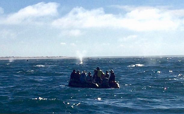 Whale watching a Puerto Lopez Mateus - foto di Blue Lama