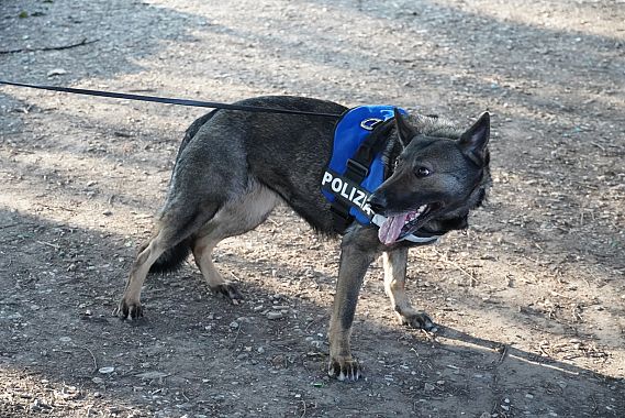 Il cane Eviva della polizia di Stato