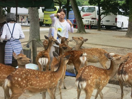 Cervie turisti a Nara - foto Blue Lama