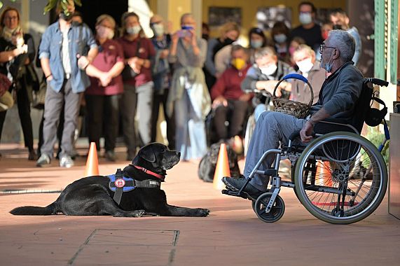 cane da assistenza disabili motori