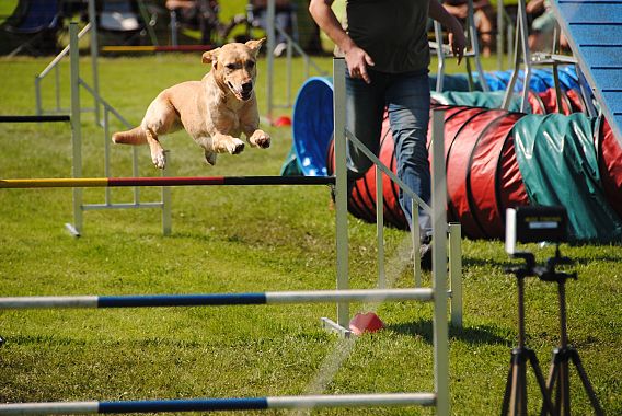 agility dog